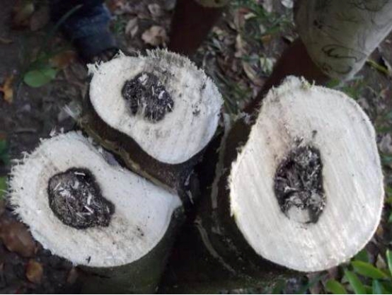 沉香|老羊聊香：结油以后的沉香是什么样呢？