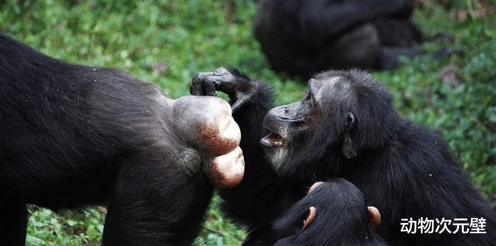 黑猩猩 黑猩猩为什么号称最色动物？用食物表达好感，产生交配关系！