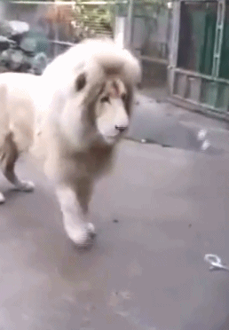 日本天皇|“日本天皇19岁独生女照片流出，这么有点像张大大呢！”哈哈哈