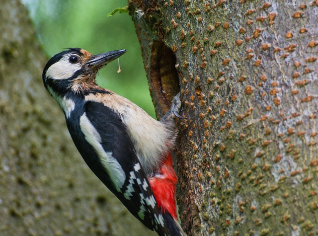 陨石 啄木鸟为什么要不停地啄树，你以为它只是在找吃的吗？