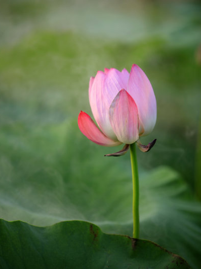 星临天下|进入7月中旬，4属相好运袭来，财富四方来，生活步入正轨