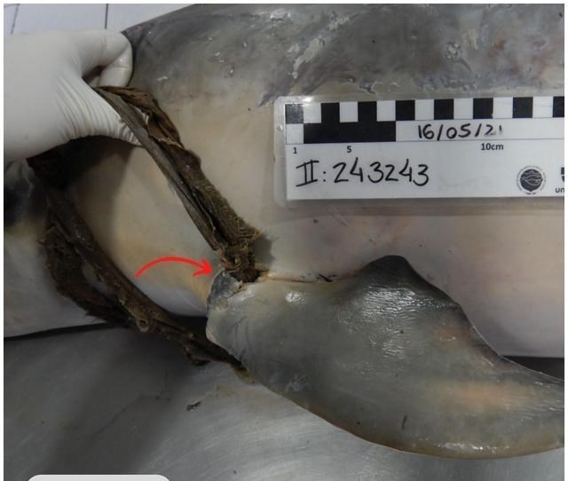 奶豆说育儿|6斤重!巨型海龟吞食海洋垃圾死亡 海洋动物惨死,环境有多恶劣?