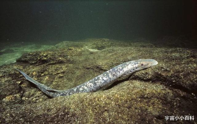 二氧化碳 七鳃鳗，被人称作“吸血鬼魔鬼鱼”它也是最像鱼类的动物！