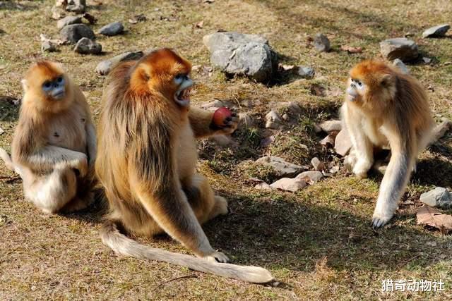如果“猴王”死亡,猴群会发生什么变化?母猴会被如何对待呢?