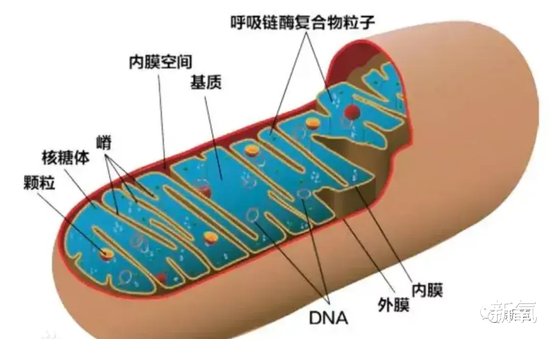 汪峰|星二代颜值天花板恋爱曝光，这近照简直比她妈还要绝了！