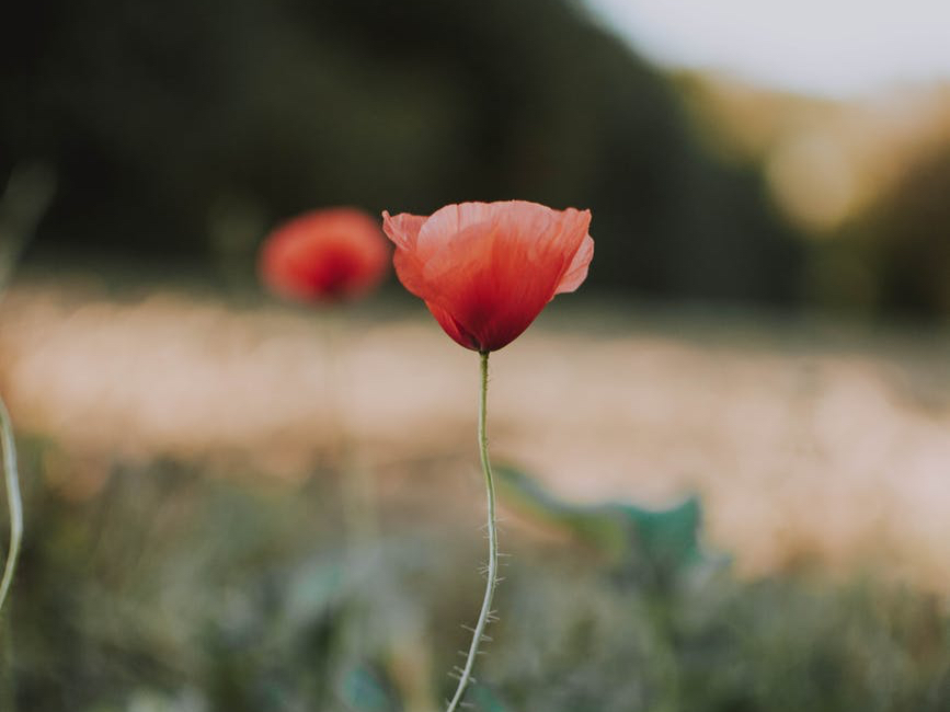天亮了|“无奈请出租车司机帮自己挂号买药，那一刻，远嫁的女人后悔了”