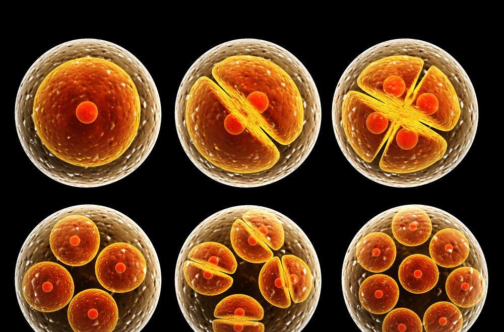 科学家 为什么现在很少提“克隆”了？看了“多莉”的一生，或许你会明白