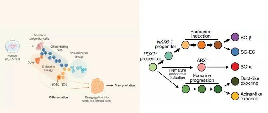 干细胞在糖尿病领域展望:MSCs到iPSCs,再生医学的自我颠覆之路
