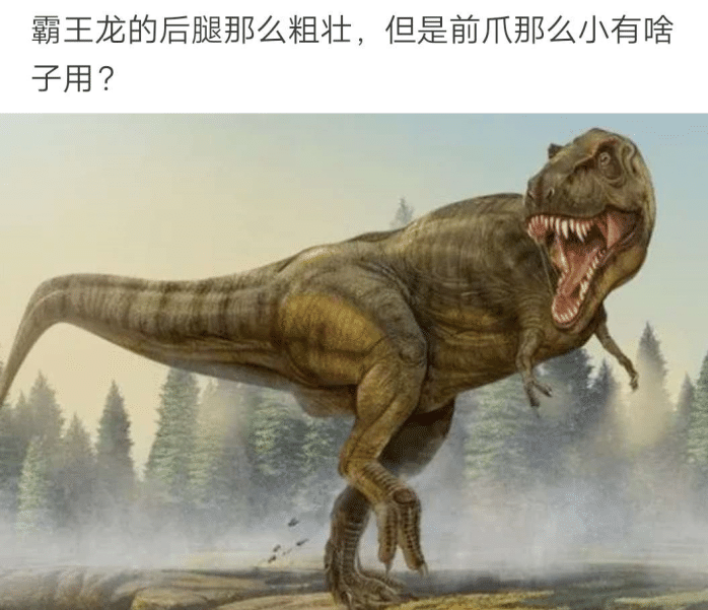 霸王龙 “霸王龙的后腿那么粗壮,前爪那么迷你有什么用呢?”