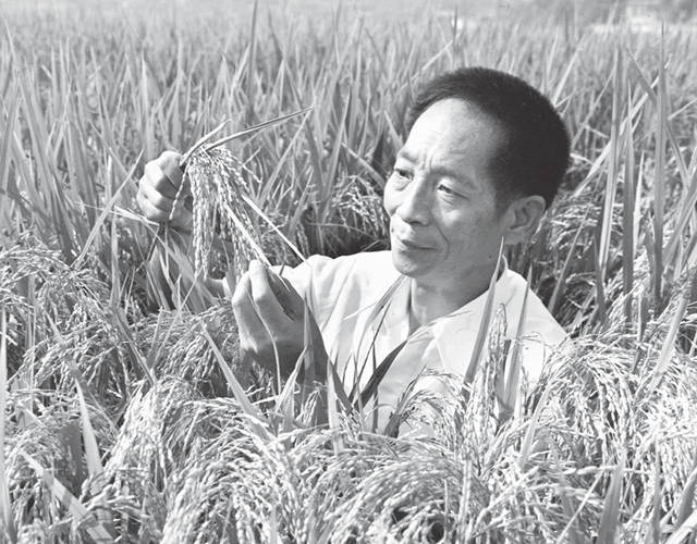 给我扣个鸡腿 中国“杂交水稻之父”袁隆平在湖南逝世，全国人民沉痛哀悼