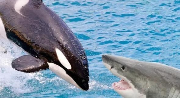 鲨鱼碰上虎鲸动都不动，任凭虎鲸撕咬，这是为什么？