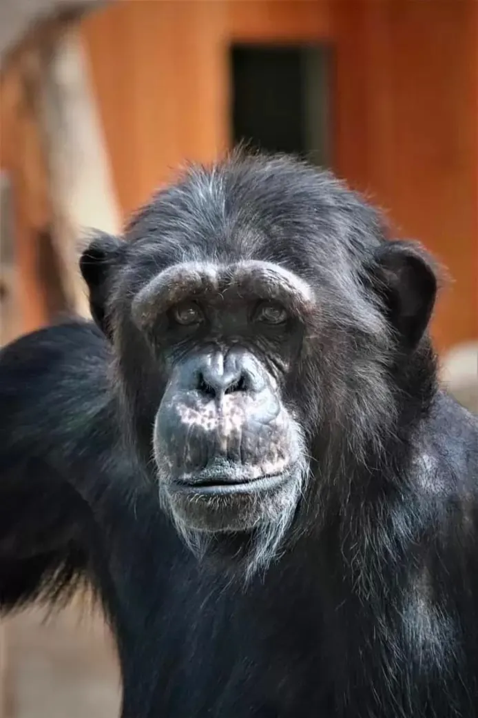 宿州 比利时女子与猩猩相爱，频繁送吻影响猩际交往，被禁入动物园