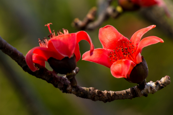 老张聊生肖|未来7天,4大生肖将会财源滚滚,桃花朵朵,好运连连