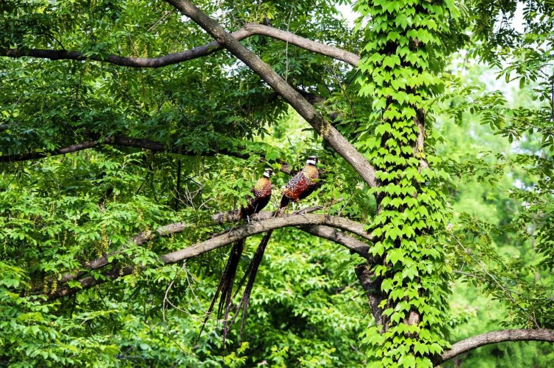 新报业传媒 喜讯!鸡公山景区被评为“信阳市科普教育基地”