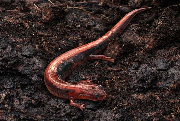 爬行动物|动物进化的10个步骤