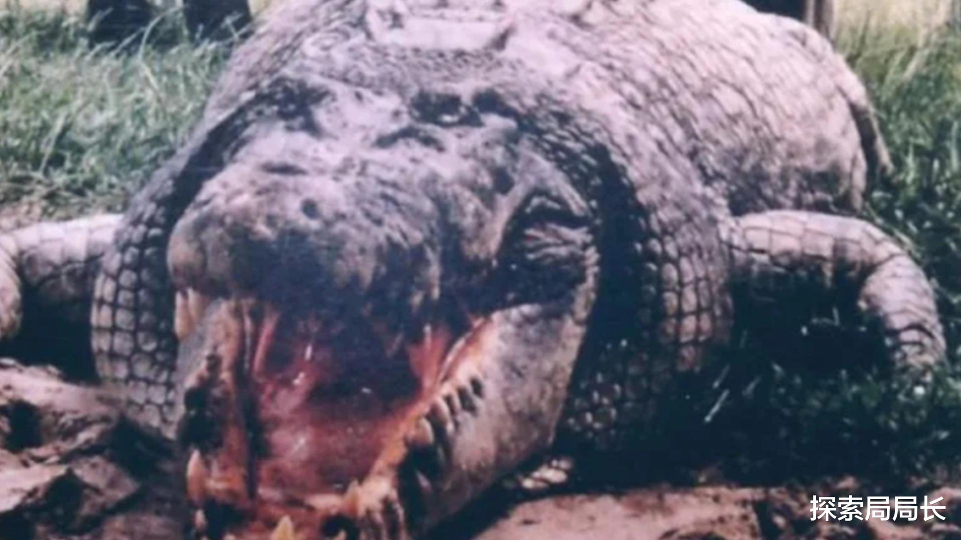 led灯 盘点史上最大的10头鳄鱼，洛龙重达1吨，东北虎在它面前不堪一击