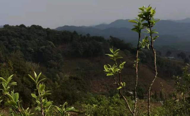 工业革命 又一茶企上市惨遭夭折！中国茶叶第一股，终于要面对残酷的现实