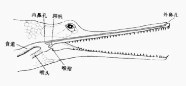 200斤的鳄鱼被淹死了？别笑，鳄也怕呛水的好嘛