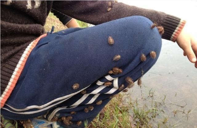 童书小窝|这些是我们在野外最怕遇见的草,每一种都让人抓狂,但却都是中药