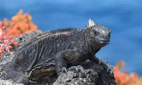 路痴 前往魔鬼岛 寻找活着的哥斯拉 这里的动物很迷人