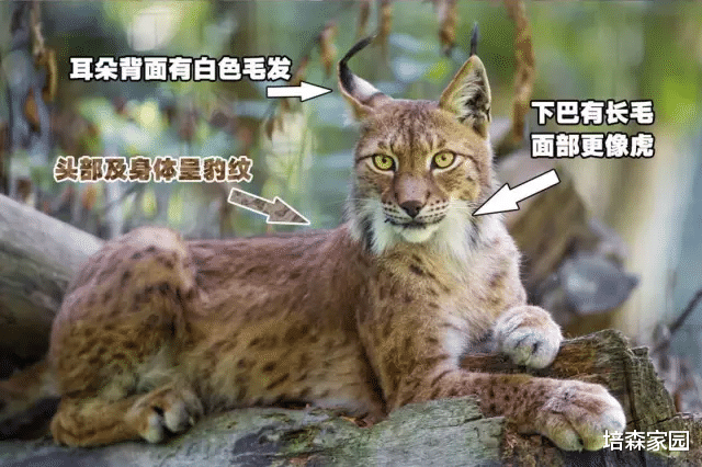自带天线的神秘精灵——狞猫