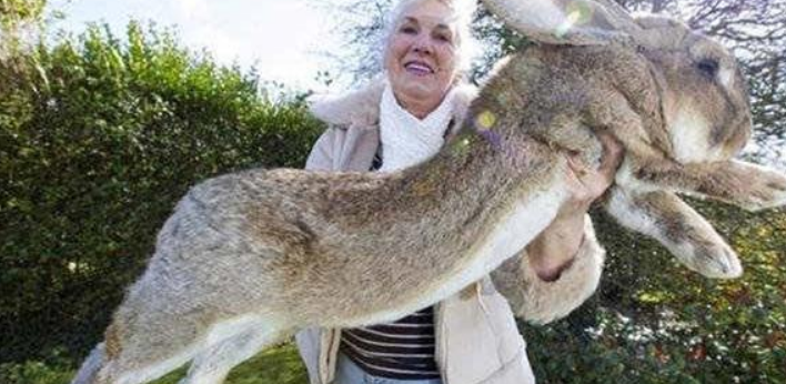 澳洲的野兔泛濫，體重近百斤，為何他們不吃兔子？-圖2