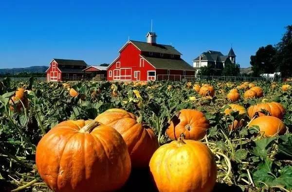 雌激素|40-55岁的女人,多吃6种“天然雌激素”,或能帮你增添女人味