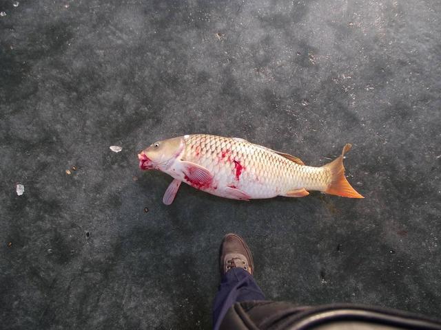 |可视锚鱼的罪与罚，判刑数年罚款上万，为何如此遭人恨？