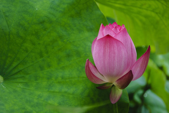 属鼠|6月20号开始，4属相接财纳福，横财不断，芝麻开花节节高