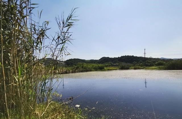 饵料|学会调漂反而钓不到鱼了？别误会，那是因为你只学了一半！