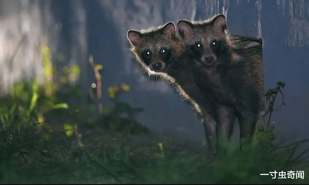 野生动物 野生动物在城市，人与动物的矛盾不可调和？其实动物会在城市进化