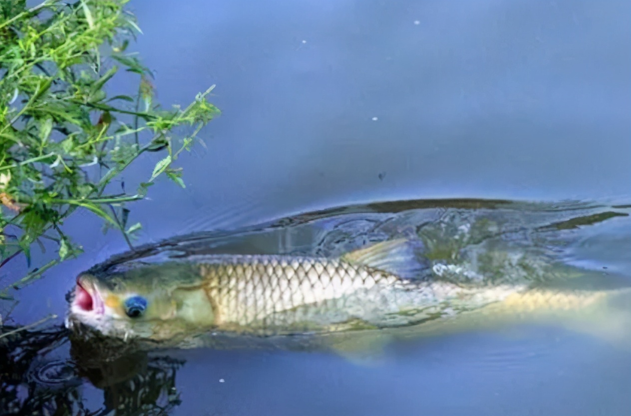 池子|找不准底,不一定是水底地形原因,这几种情况都可能——盛世三渔