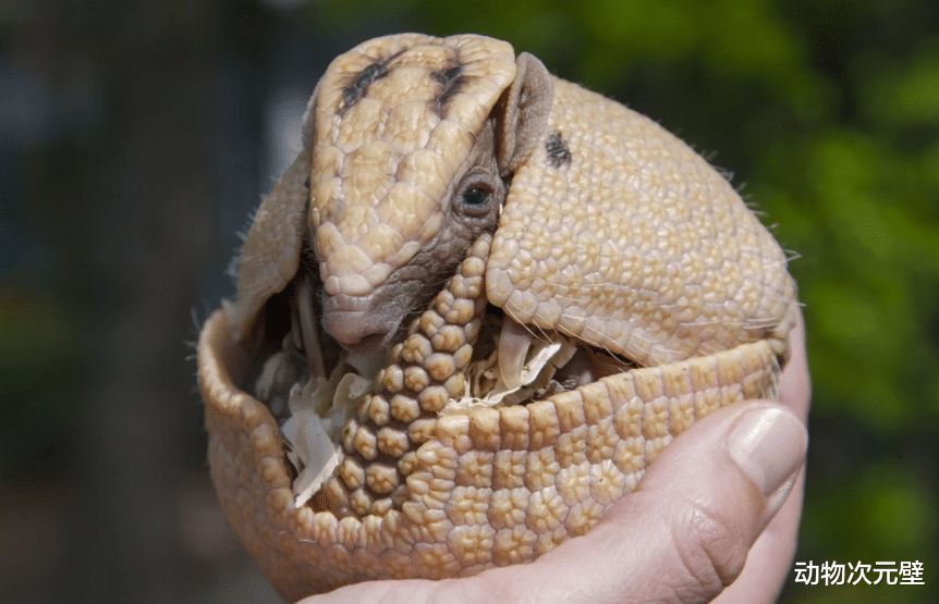 犰狳 活了近6000万年的犰狳壳有多硬？竟然能反弹子弹，网友：做成钢盔