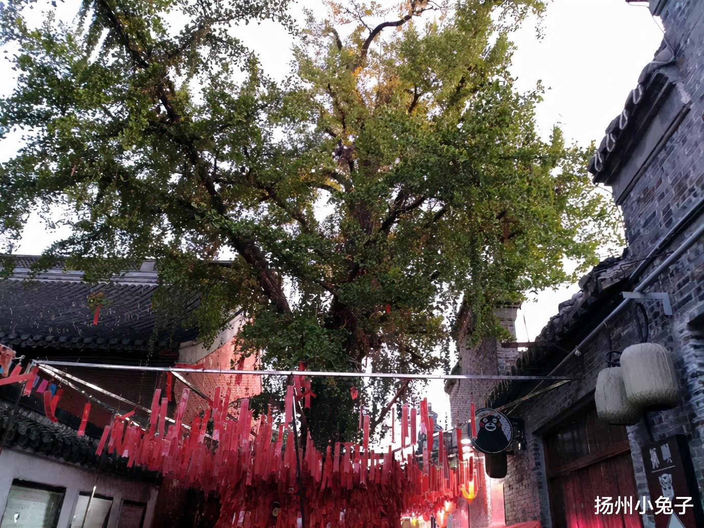扬州小兔子 淡淡薄雾不迷蒙，吃吃溜溜逛双东