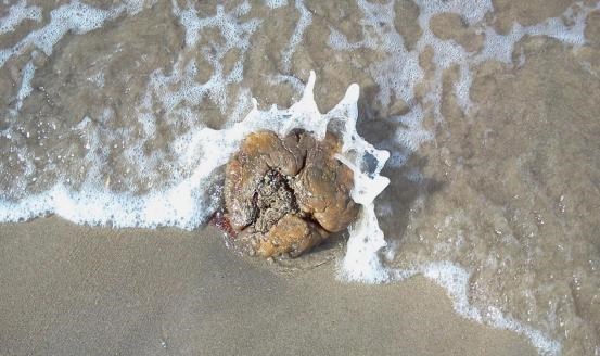 鲸鱼 150万美元的粪便：鲸鱼排泄量巨大，为何它的粪便价值超过黄金