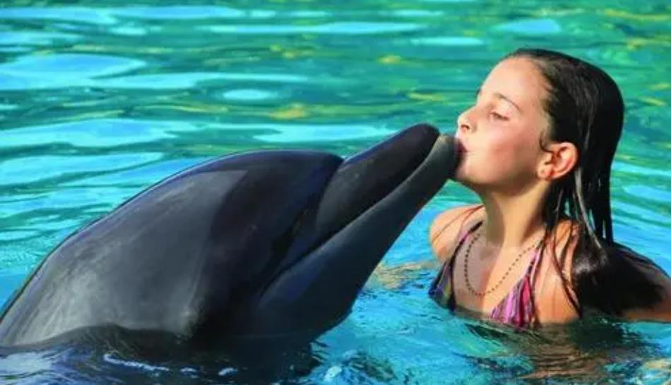 海豚 自杀殉情？公海豚爱上23岁人类姑娘，被迫分开后，将自己淹死