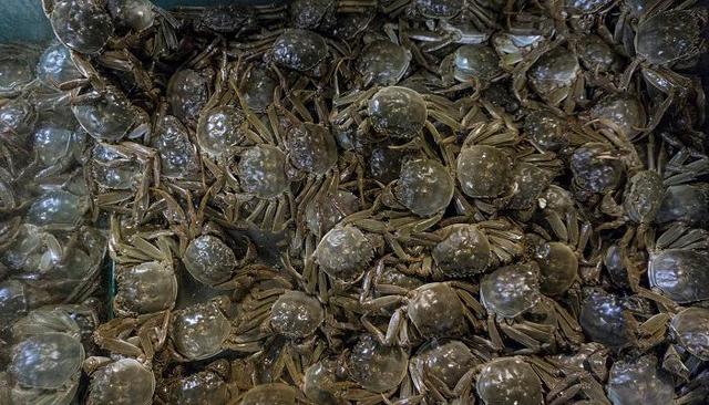 蛋白质|中国水产研究院实验：螃蟹死后的不同时段中，被食用的风险程度