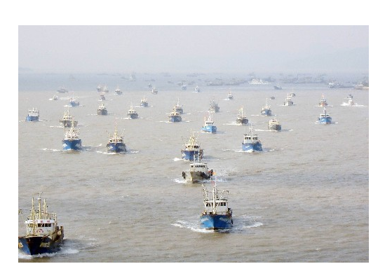 象牙 人类好心办坏事：“抓大放小”，可能让大鱼被迫进化成小体型