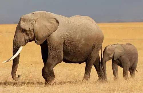  陆地单挑最强生物