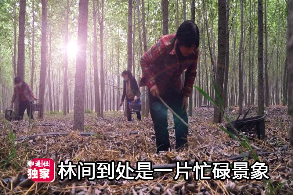 聊通社 聊城一片小树林中羞答答冒出“小精灵”，看上去很美，收入更惊人