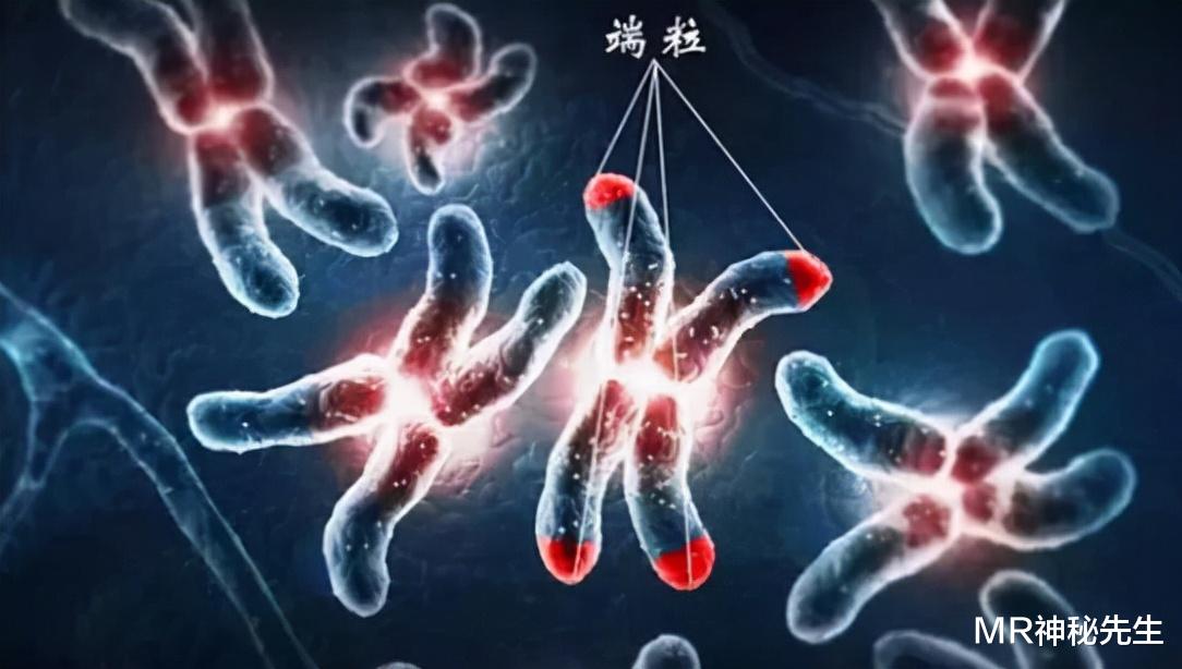 科学家 2015年有人通过端粒修复治疗，实现“返老还童”，科学家：运气好