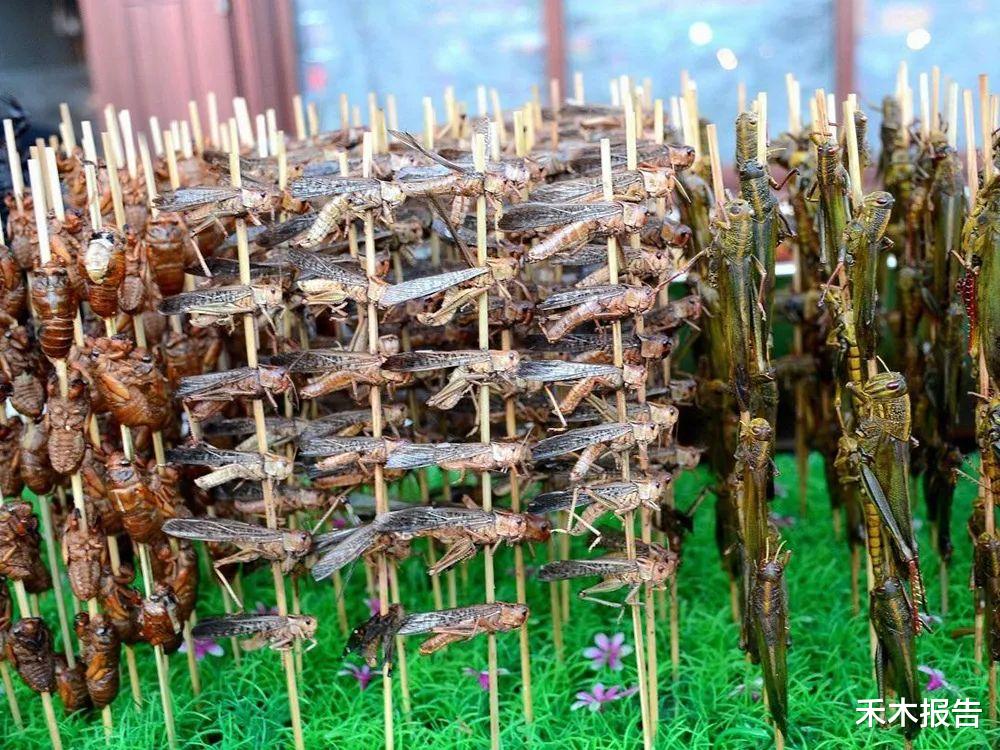蝗虫灾害 国外常泛滥成灾，每年毁坏10万吨粮食，在我国却靠人工养殖才够吃