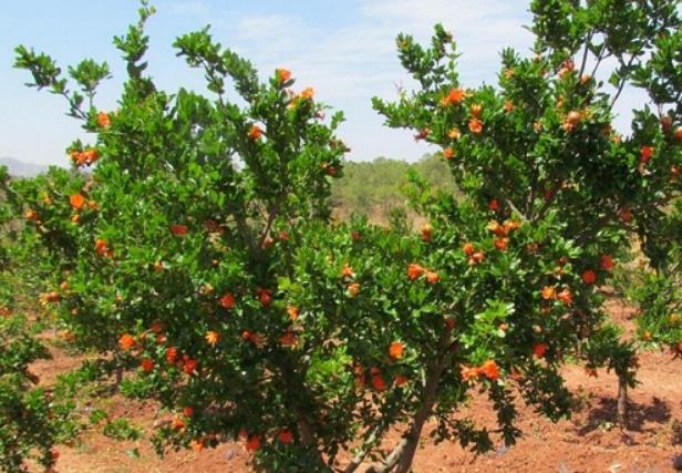 京跃伟哥|适合养在院子的3种树，种一次“管”百年，能开花能结果，超划算