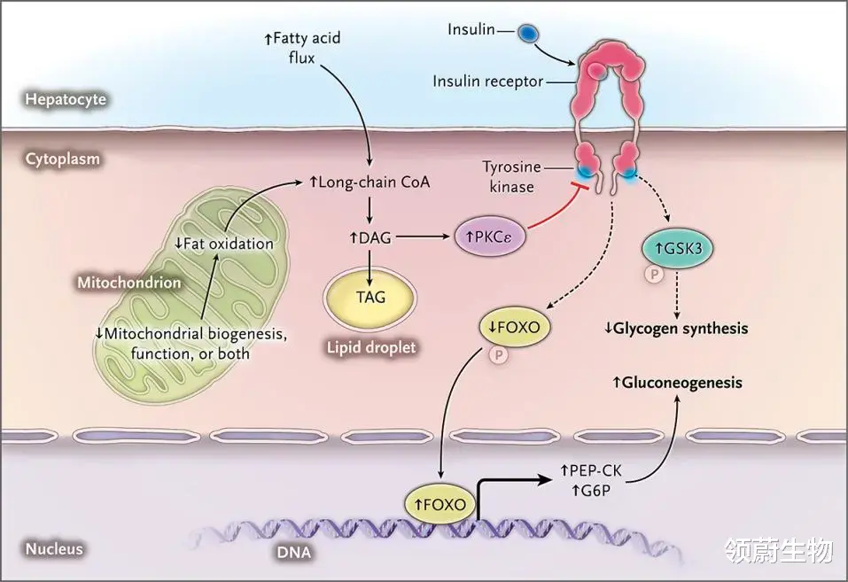 蓝莓|JAMA：降脂的同时却偷偷升高你的血糖！他汀的风险远超你的想象