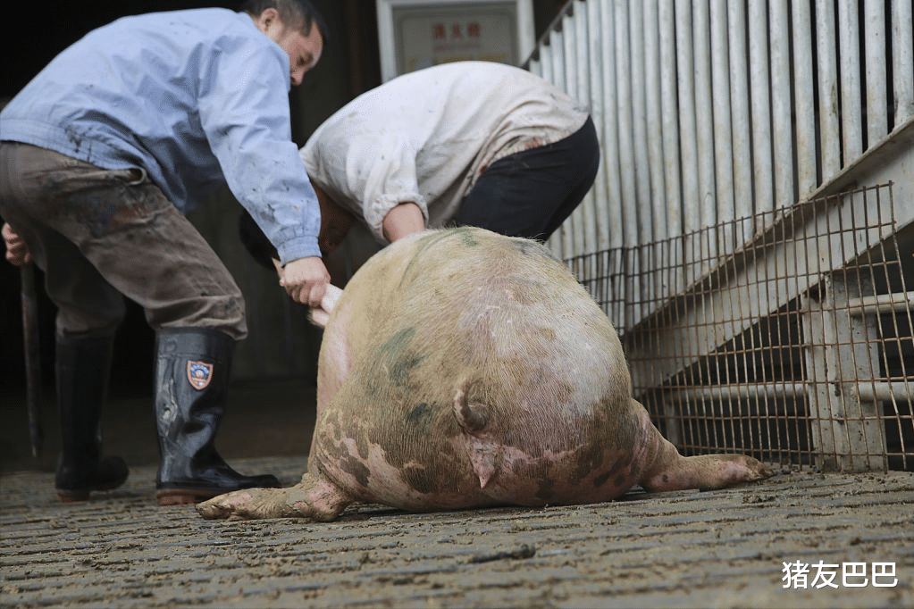 生猪价格 崩塌！27日猪价“变脸”，行情大跌50.2%，压垮猪价，原因不简单