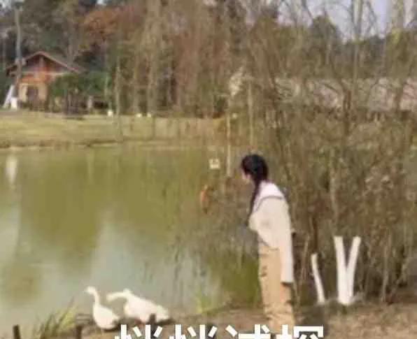 红秀|徐峥、沈腾现身黄渤的《忘不了农场》，宋祖儿调戏大鹅反被追赶