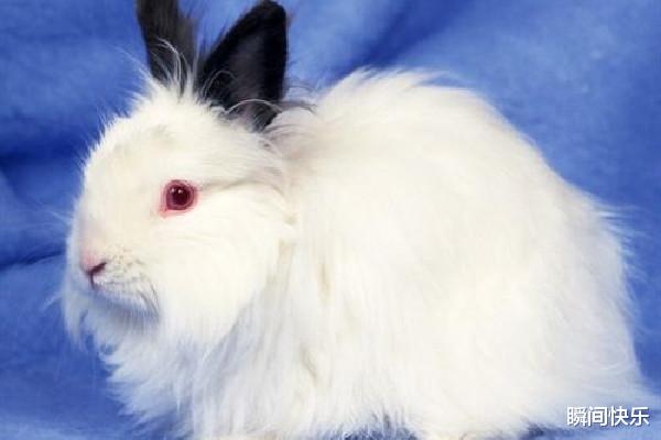 瞬间快乐|7月19-7月28日,紫气东来,3生肖福禄双全,好运照拂,事业腾飞