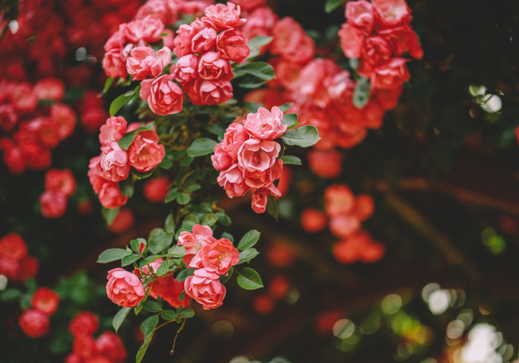 生肖夜梦|7月底，霉运全消，不再被压制，摆脱困境，3生肖贵人相助，事业红红火火