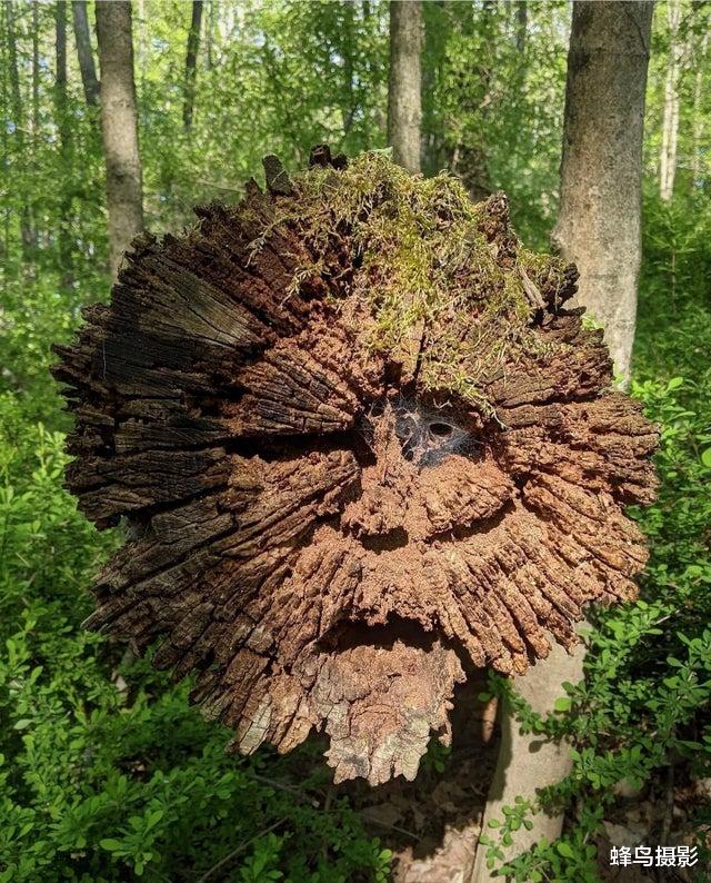 女孩 32张活久未见的照片，8岁女孩智商超过爱因斯坦，世界上最大的花