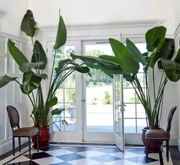 客厅|8种“招财树”,养在客厅里,高大笔挺,威武又气派,招财又旺宅